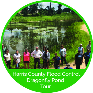Dragonfly Pond